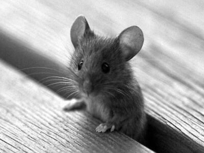 фото: https://celes.club/