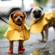 фото: https://sun9-48.userapi.com/