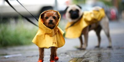 фото: https://sun9-48.userapi.com/ 