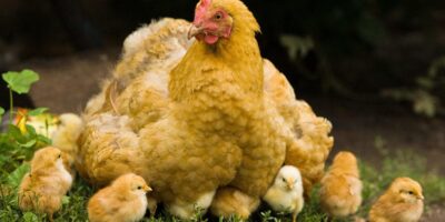 фото: https://demotivation.ru/ 