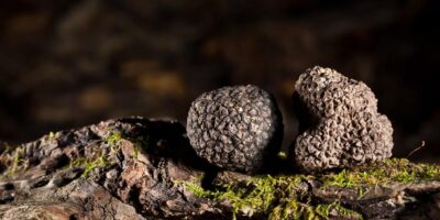 фото: https://magazine.tabris.ru/ 