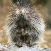 фото: ©alev.biz