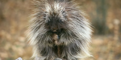 фото: ©alev.biz