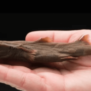 фото: iflscience.com